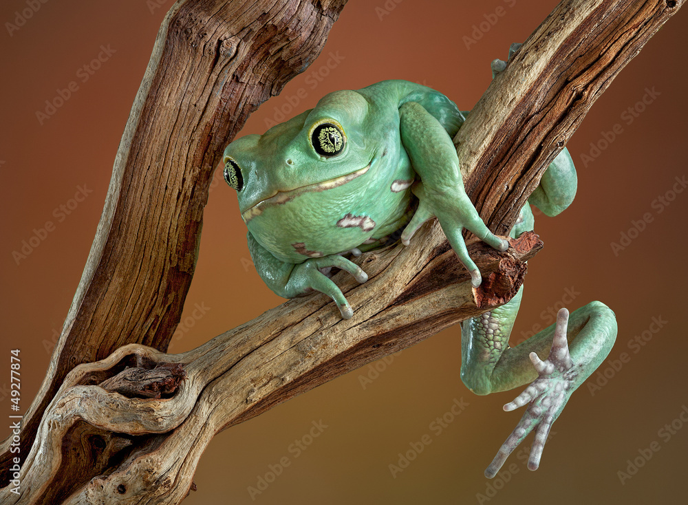 Obraz premium Waxy tree frog on branch