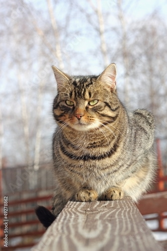 Fototapeta Naklejka Na Ścianę i Meble -  cat on a wooden fence