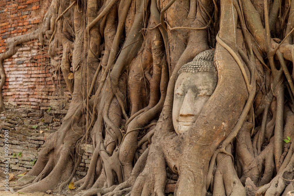 buddha head in the tree