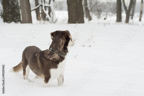 Fototapeta Naklejka Na Ścianę i Meble -  Husky Dog Standing in The Snow.