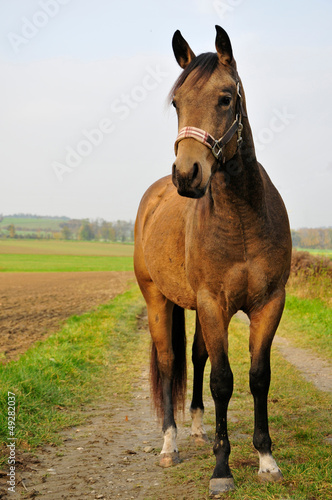 American Quarter horse © Alexandra Giese