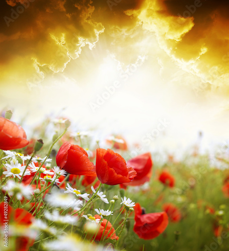 Fototapeta Naklejka Na Ścianę i Meble -  Poppy flowers