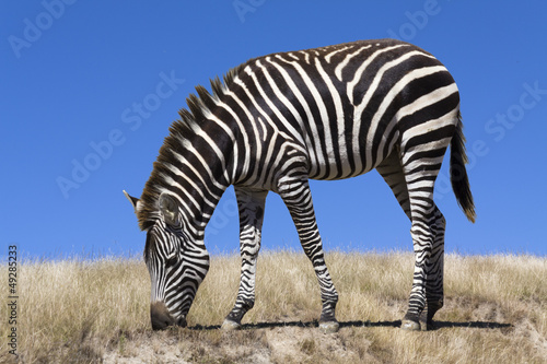 Zebra grazing in savanna © NMint