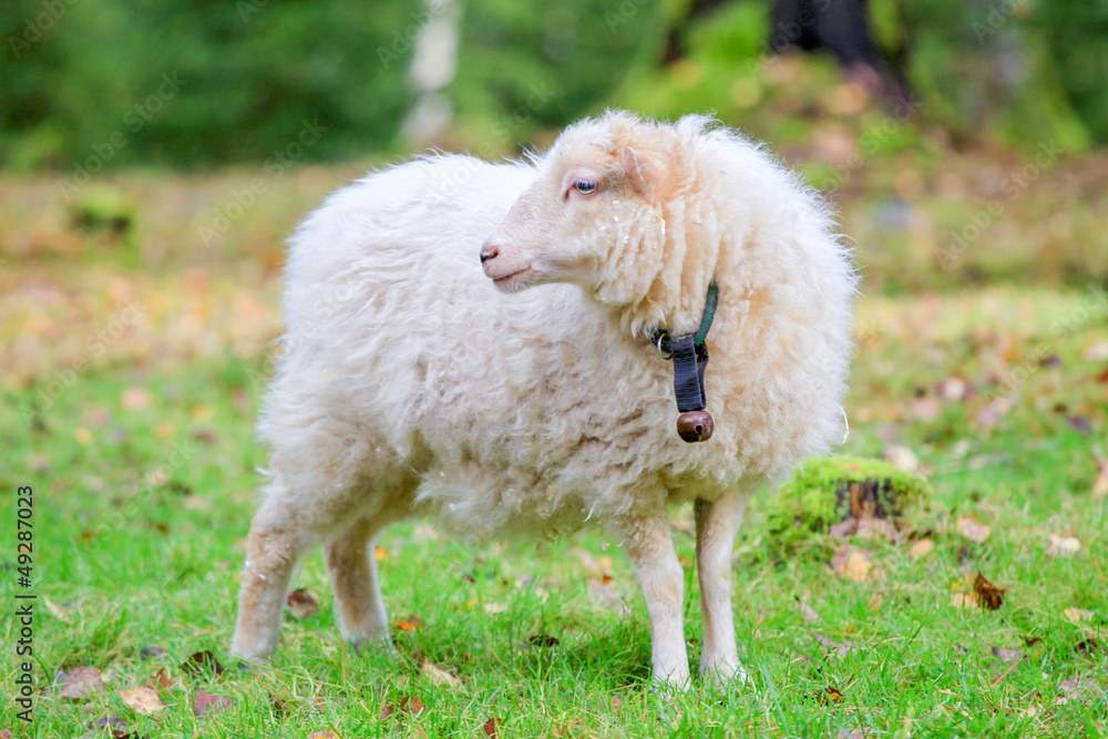 Obraz premium Dwarf white sheep in forest