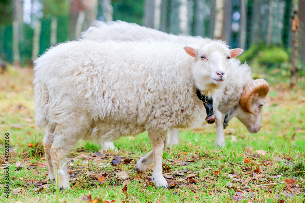 Obraz premium Dwarf white sheep in forest