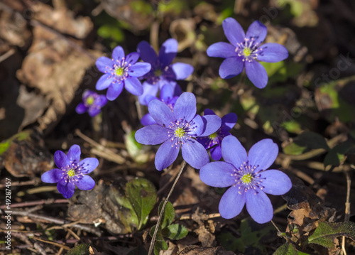 Hepatica