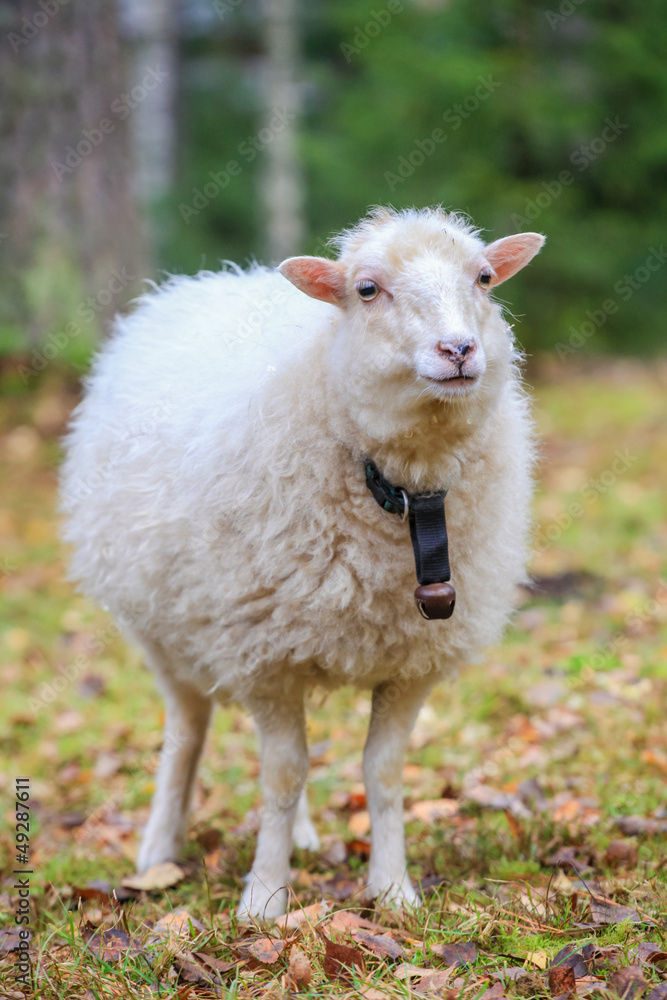 Obraz premium Dwarf white sheep in forest