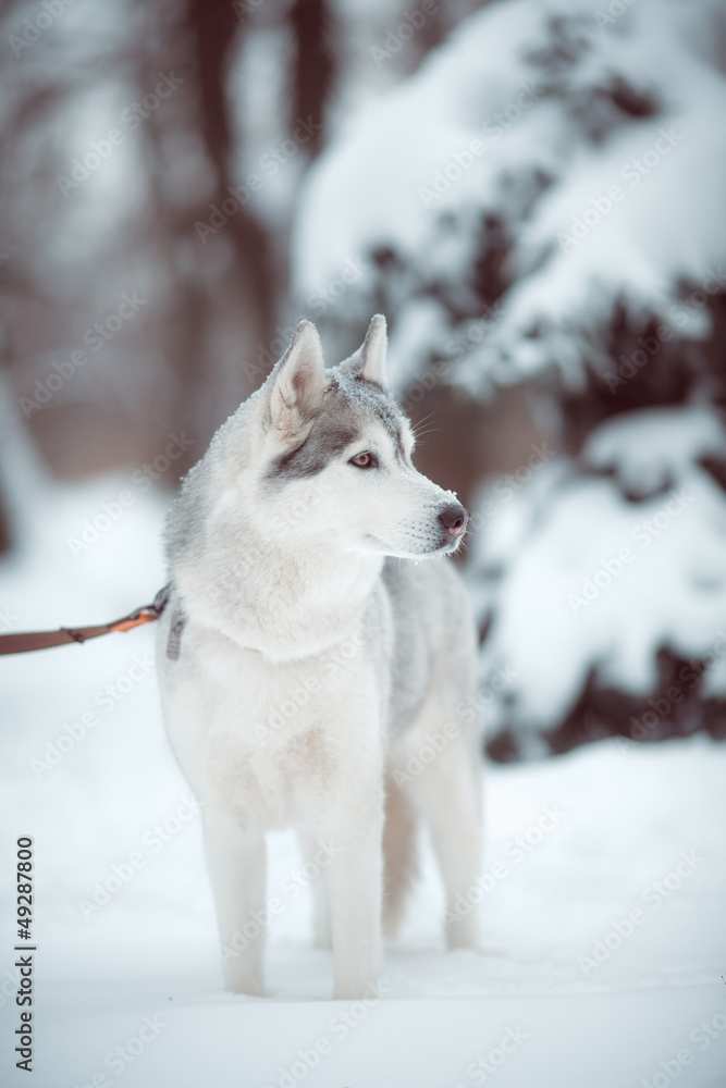 Naklejka premium husky