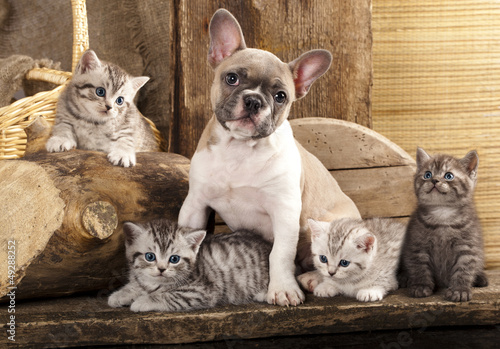 Cat and dog, British kittens and French Bulldog