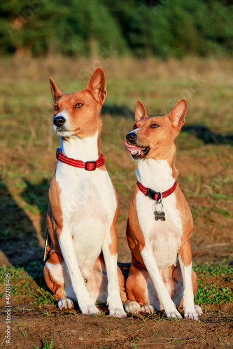 Two Basenji dogs in autumn meadow