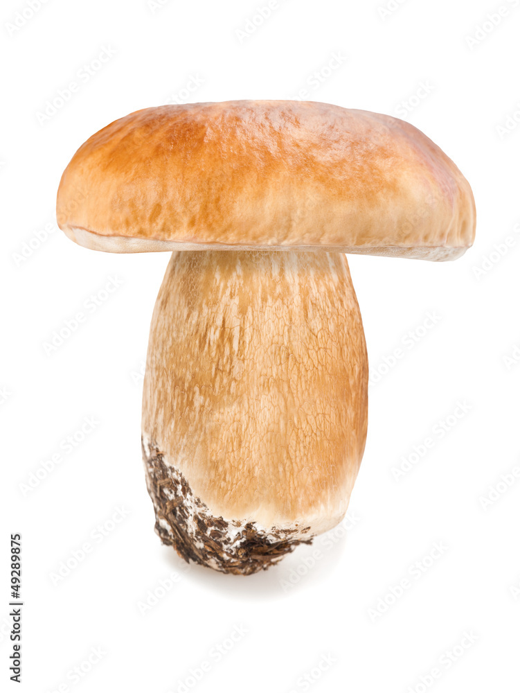 Mushroom Mushroom