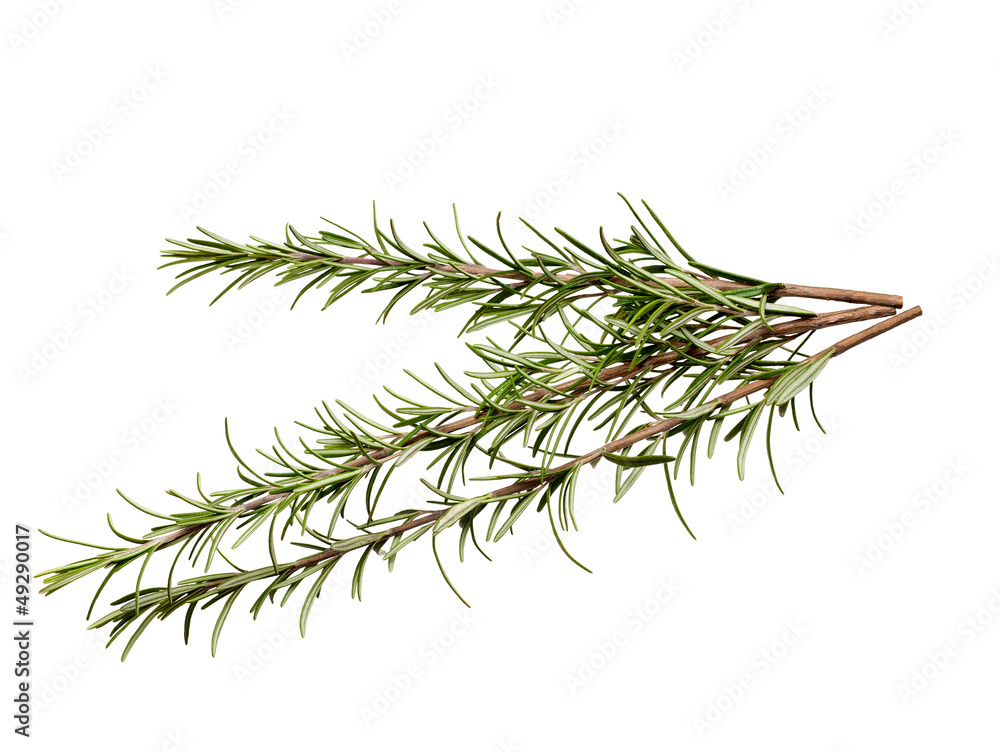 rosemary rosemary