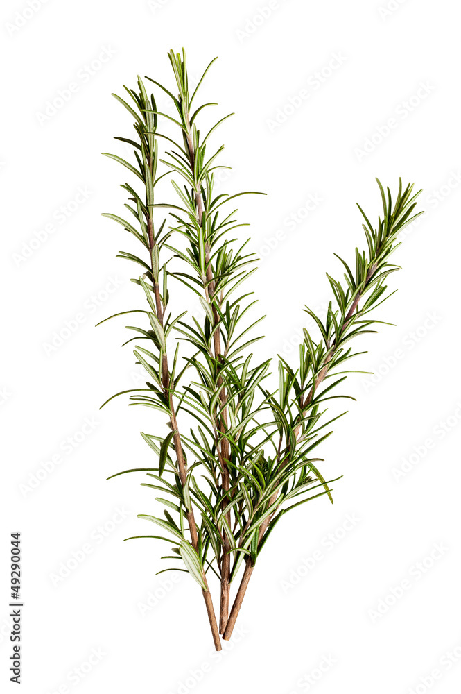 rosemary rosemary