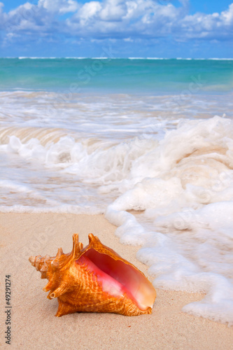 Conch Shell On Tropical Beach.