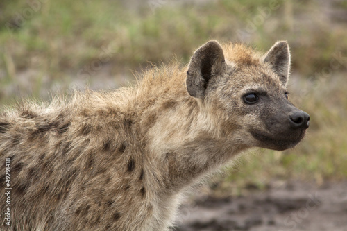 Hyena looking in the distance