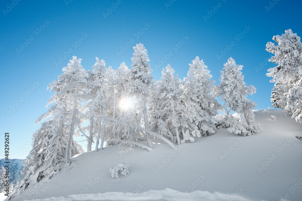 paysage de neige