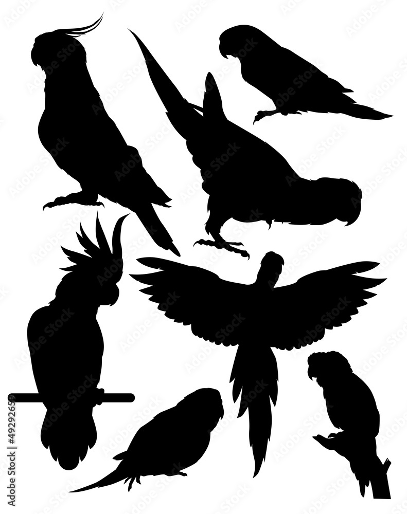 Naklejka premium vector silhouettes of parrots