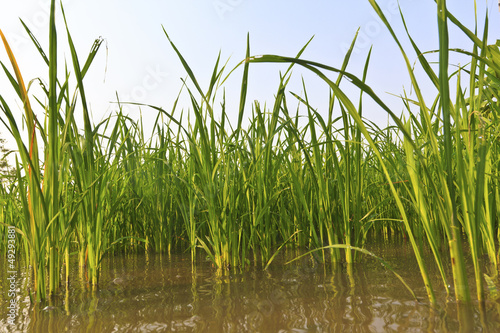 Green Terraced Rice Field © WS Films