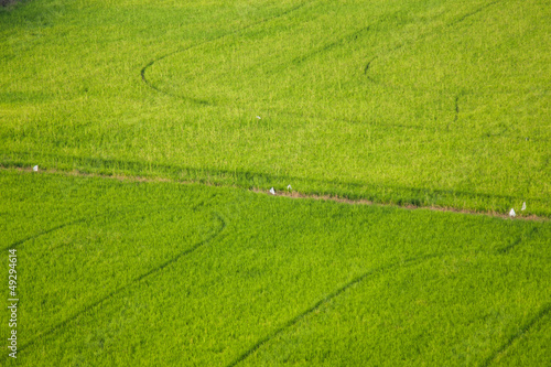 Rice fields. © vachiraphan