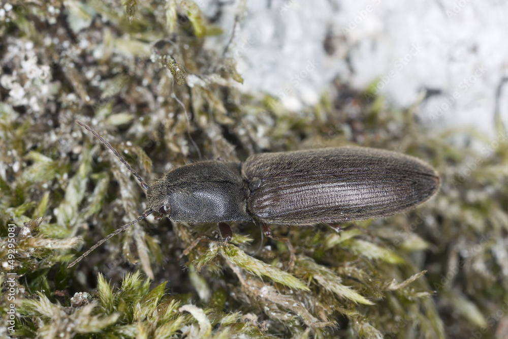 Click beetle on moss, macro photo Click beetle on moss, macro photo