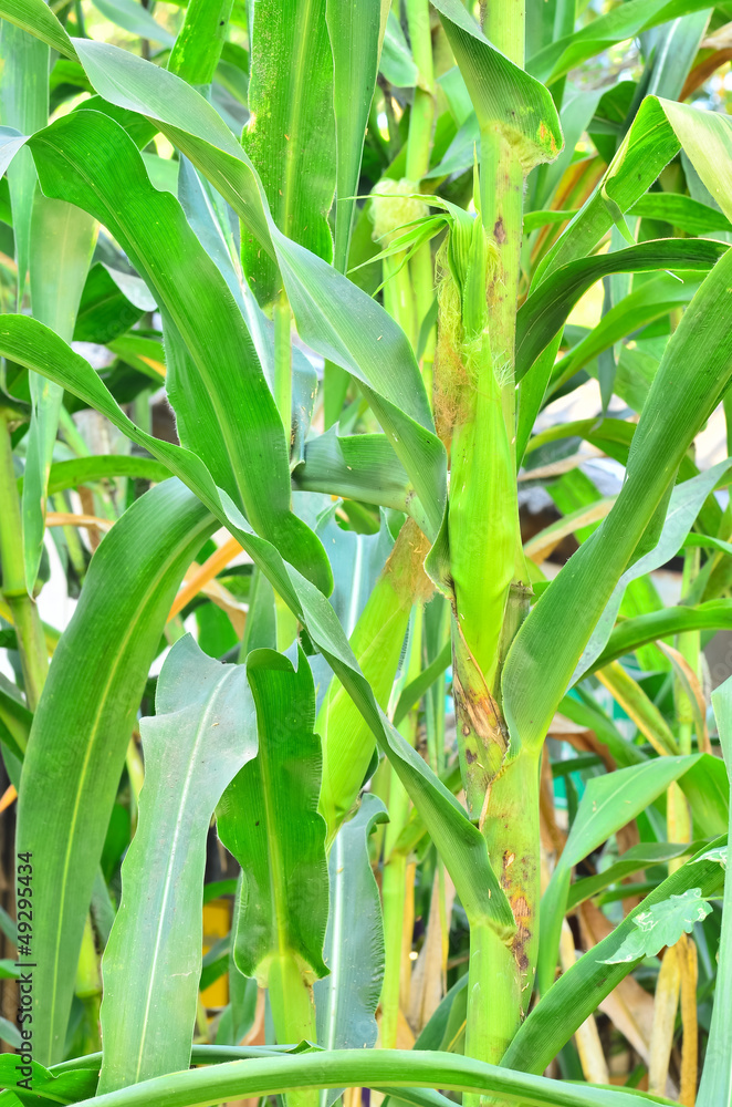 Fototapeta premium Cob of Corn Growing