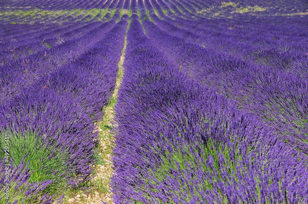 Obraz premium Lavendelfeld - lavender field 59