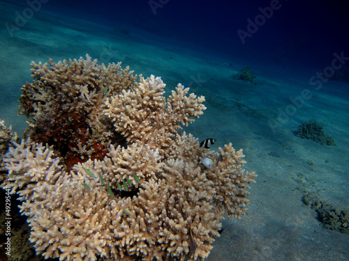 Fototapeta Naklejka Na Ścianę i Meble -  koralle nah