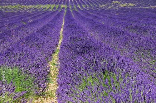 Lavendelfeld - lavender field 59