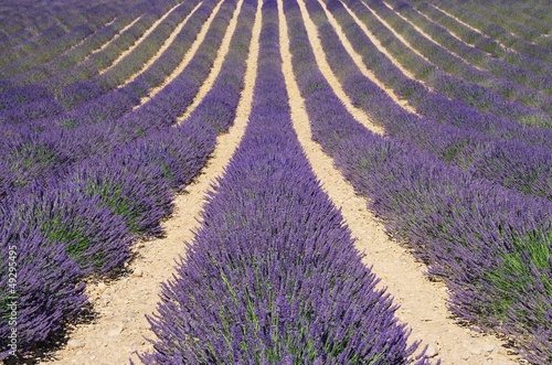 Lavendelfeld - lavender field 61