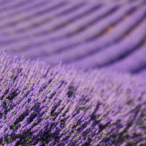 Lavendelfeld - lavender field 70