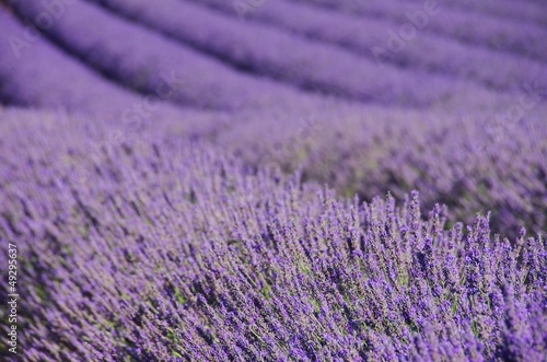 Lavendelfeld - lavender field 71