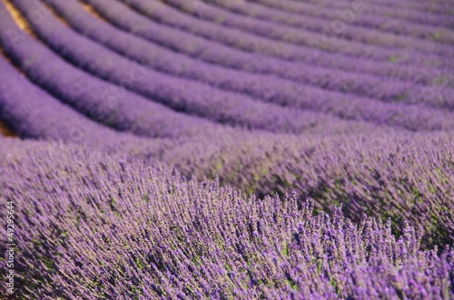 Lavendelfeld - lavender field 72