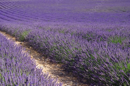 Lavendelfeld - lavender field 74
