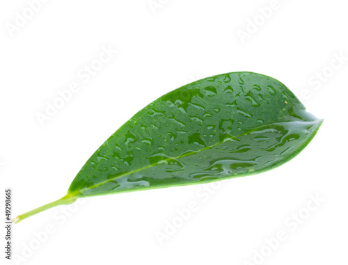 green leaf photo