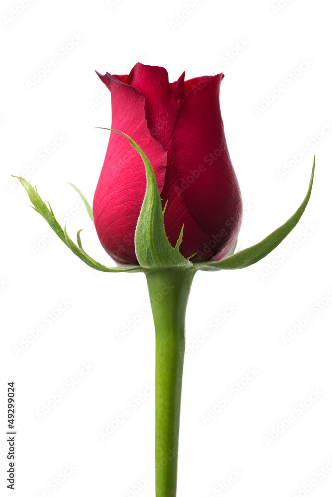 Fototapeta premium Red rose