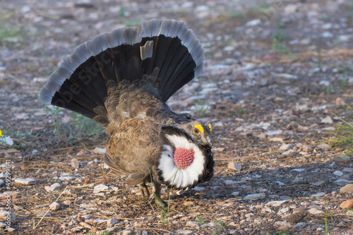 A wild turkey looking at you photo