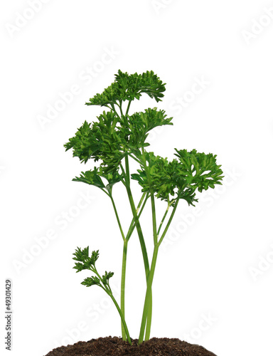 Green parsley in soil isolated on the white background