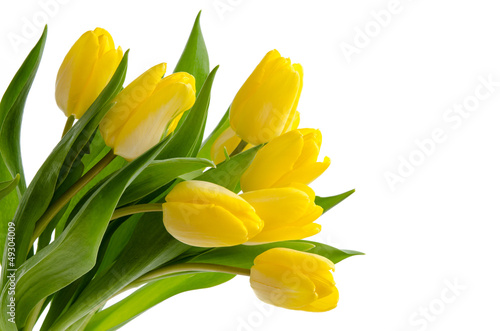 Fototapeta Naklejka Na Ścianę i Meble -  Gelbe Tulpen