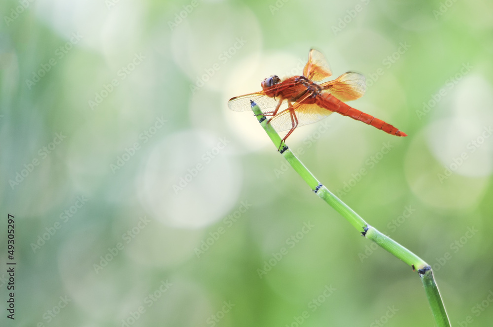 Red Dragonfly Red Dragonfly