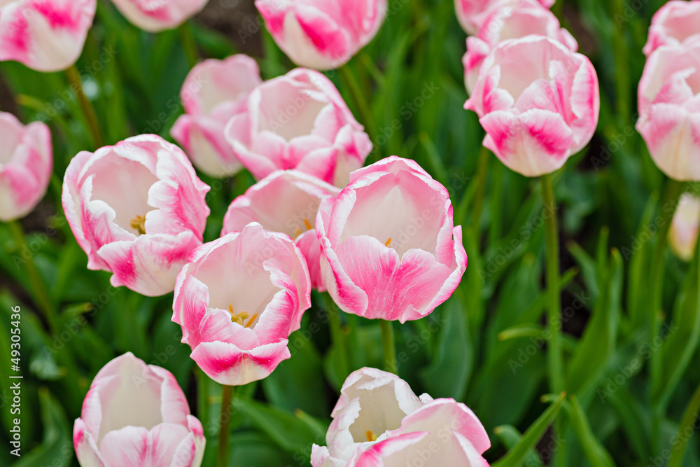 Tulip in flower field