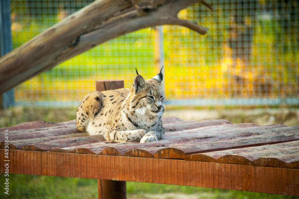 Naklejka premium lynx