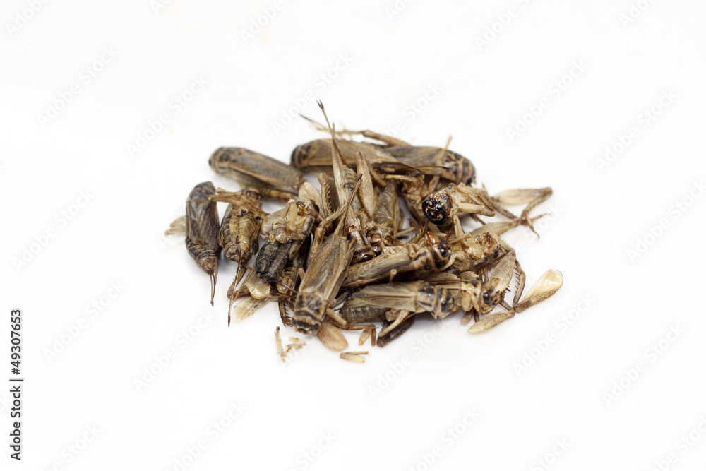 insectes comestibles