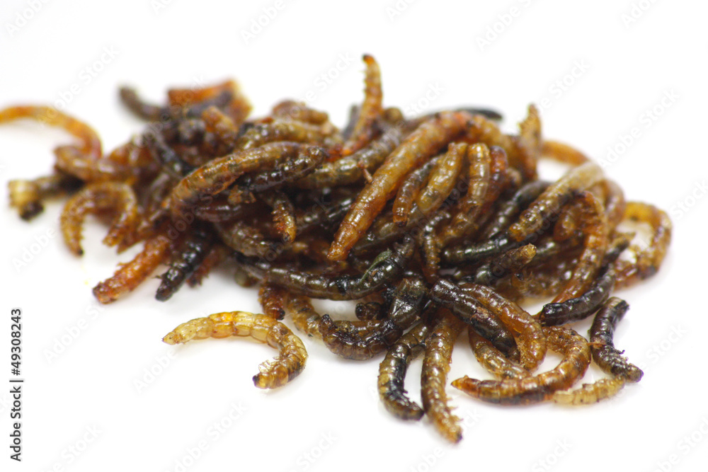 Obraz premium insectes comestibles