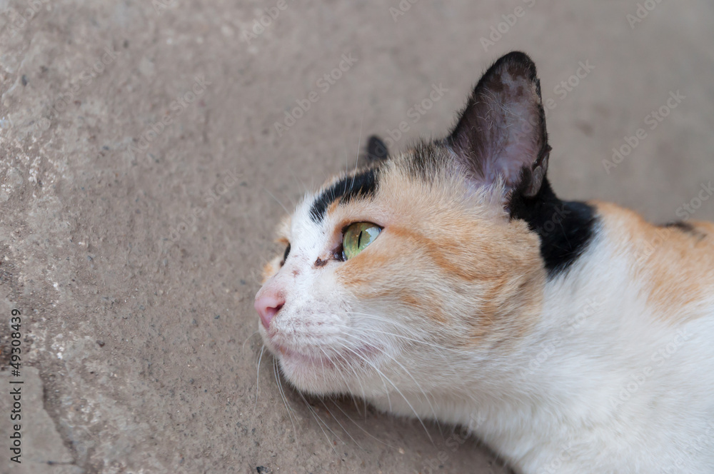 portrait beautiful cat ,take a rest portrait beautiful cat ,take a rest