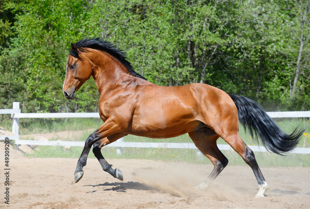 Obraz premium Bay horse of Ukrainian riding breed in motion
