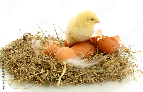 beautiful little chicken, eggs and eggshell in nest, isolated