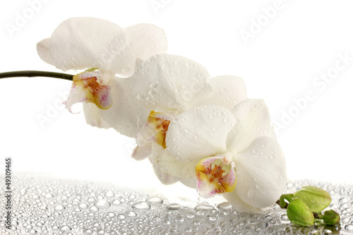 Fototapeta Naklejka Na Ścianę i Meble -  white beautiful orchid with drops