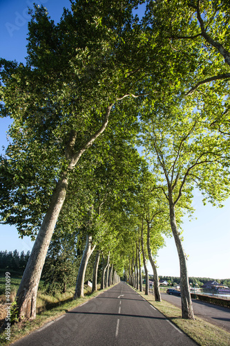 trees along a road in France