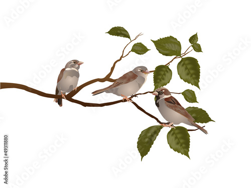 Sparrows