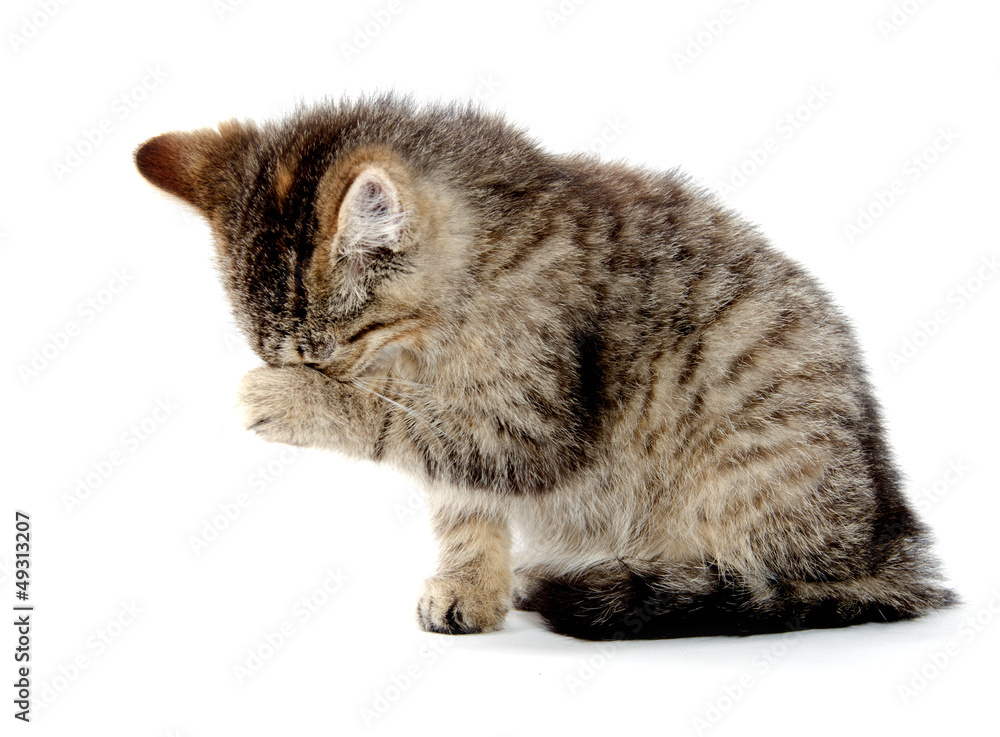 Cute tabby kitten wiping its eyes Cute tabby kitten wiping its eyes